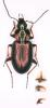 Agonum muelleri